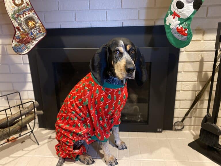 Dogs and Holiday Stress