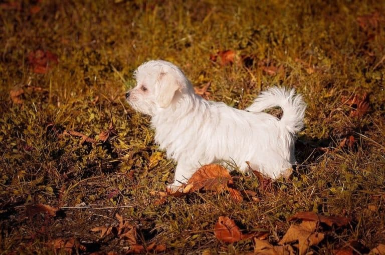 Five Helpful Tips for Taking Care of Your New Pet