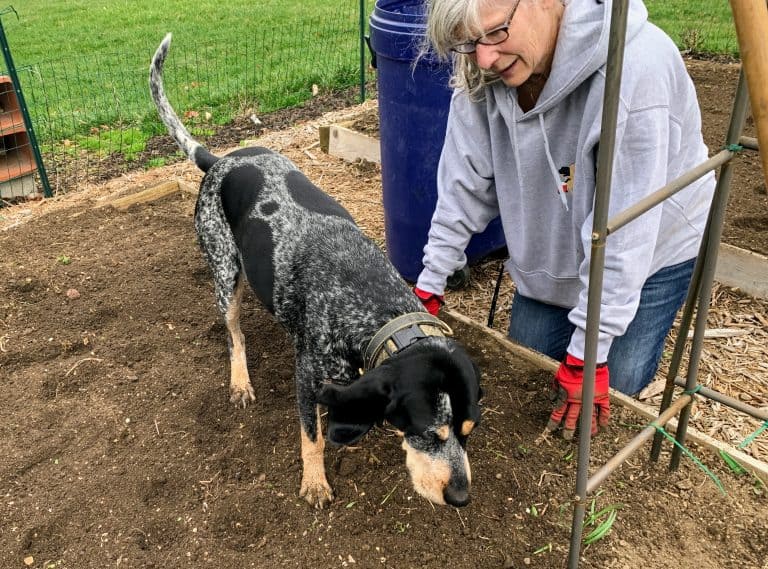 12 Things to Do to Keep Your Dog Out of the Garden