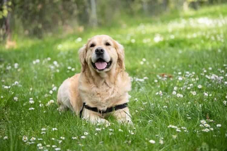 10 Dog Walking Tips Everyone Should Know