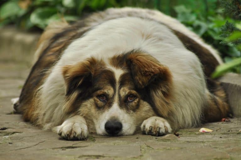 Is my dog overweight? How to find out and what to do