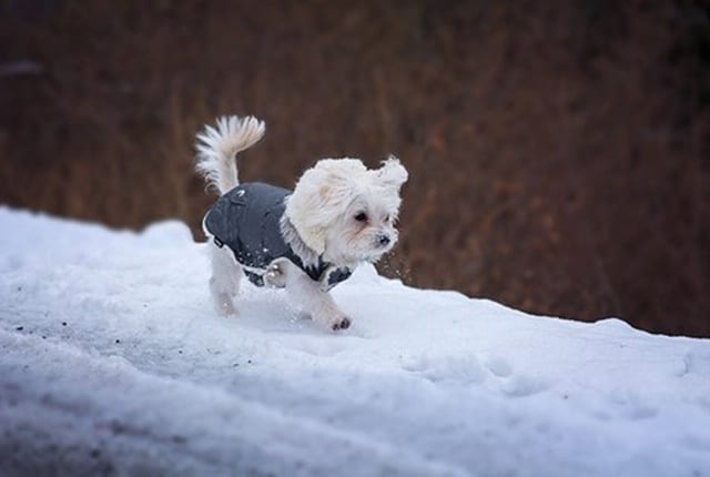 How Severe Weather Affects Your Dog’s Behavior
