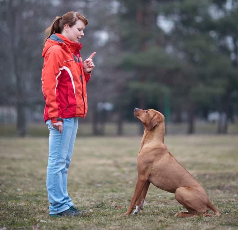 How Visiting A Dog Trainer Can Help Your Puppy