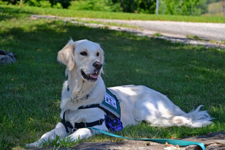 The Ultimate Guide to Service Dogs