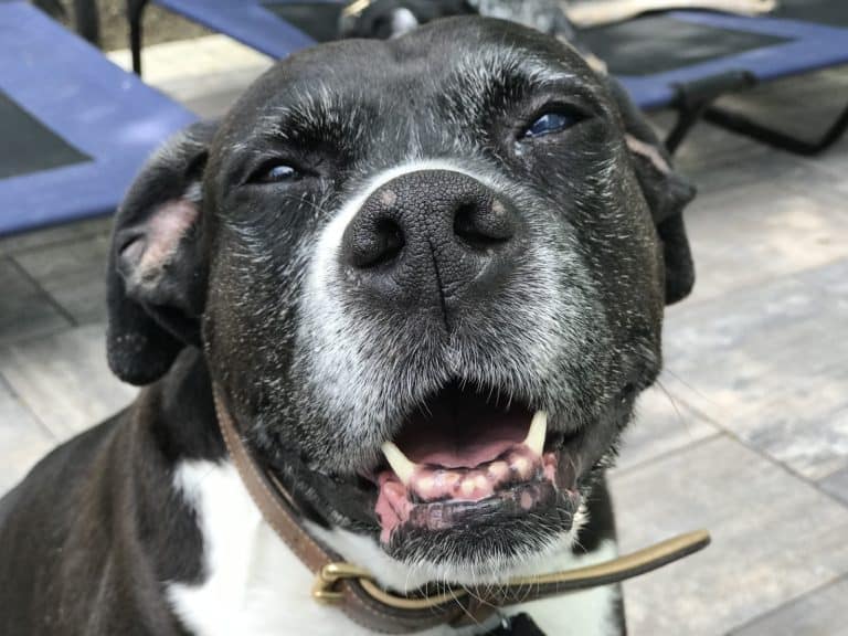 Does your dog have a dry nose?