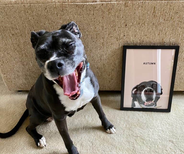 West and Willow Reviews