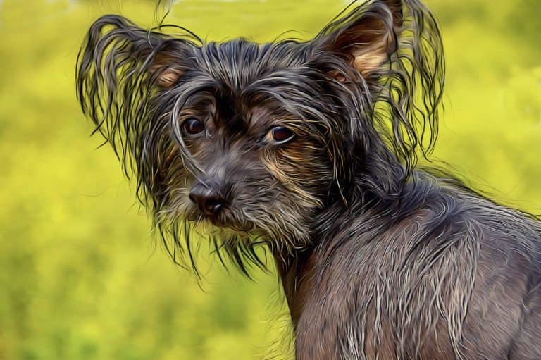 Understanding Dog Jealousy and How to Overcome This Behavior