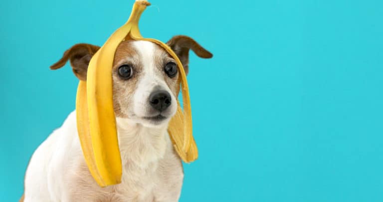 What Are the Different Fruits Dogs Can Eat?