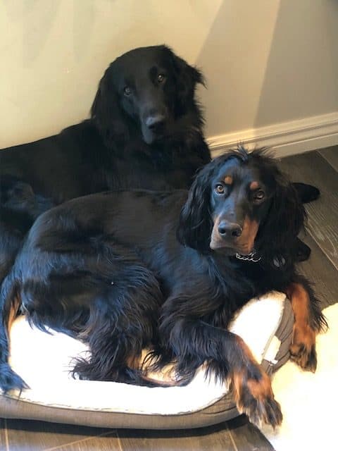 3 Ways to Create a Healthy Environment for your Dog