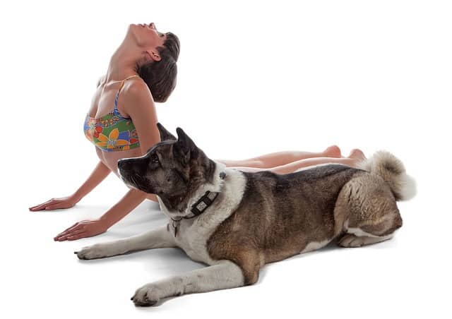 7 Benefits of Yoga for Dogs (“Doga”) | How To Be More Healthier & Happier With Your Dog