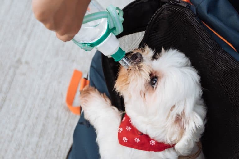The Best Drinking Water for Dogs