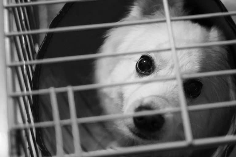 Crate training your adult dog