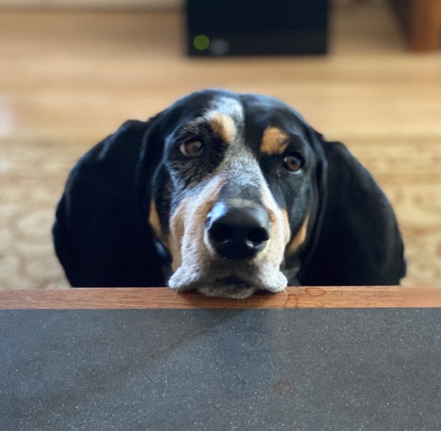 How to Perform a Daily Snout to Tail Examination