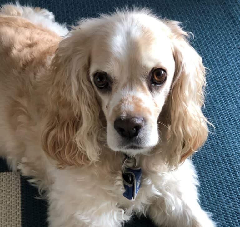 How to Properly Set Your Dog on a Healthy Diet