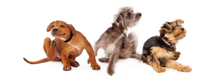 Flea On Pets: How To Keep Them Away And Maintain Healthy Hair And Skin On Dogs