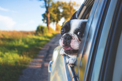 Is there Acupuncture for Canine Car Sickness?