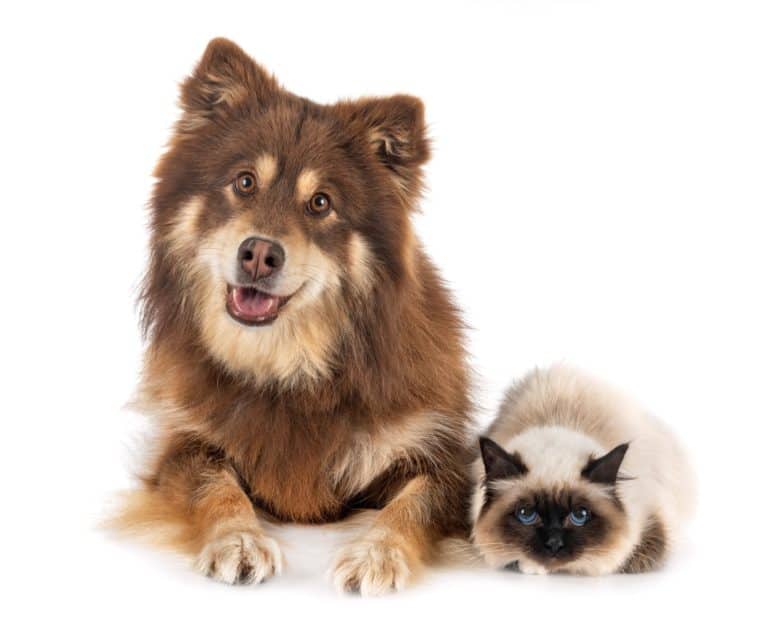 Why Dogs are Better Than Cats