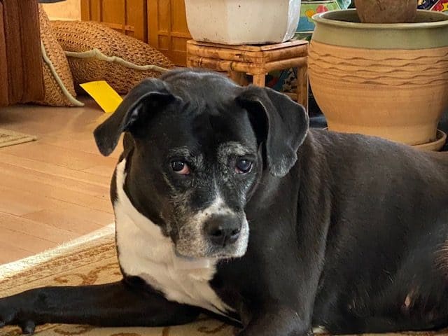 PRODUCT REVIEW:  Pure Gold CBD oil for dogs