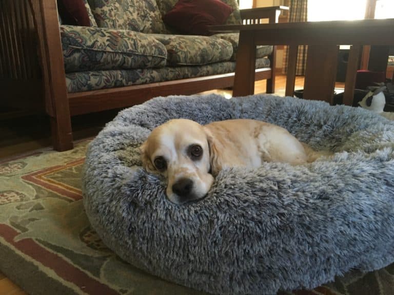 PRODUCT REVIEW: a dog bed more comfortable than your mattress!