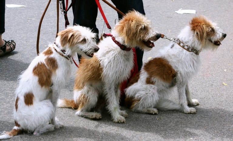 How to Become a Professional Dog Walker