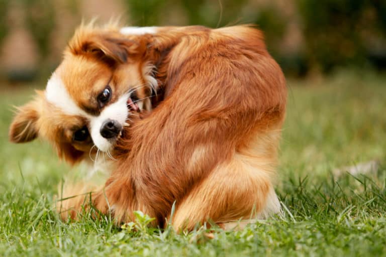 How To Get Rid Of Fleas On Dogs