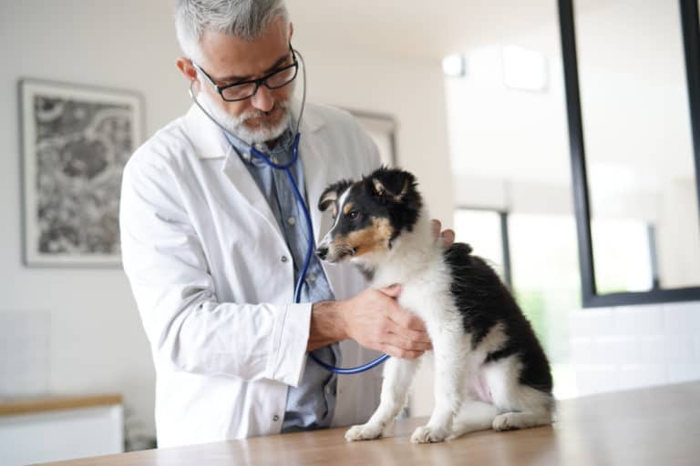 Signs Your Dog May Need To See A Vet