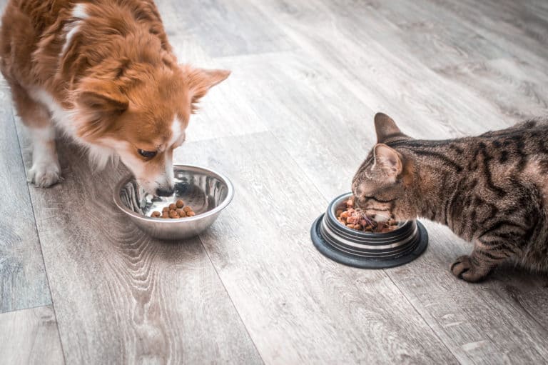 How To Choose The Best Diet Plan For Your Pets