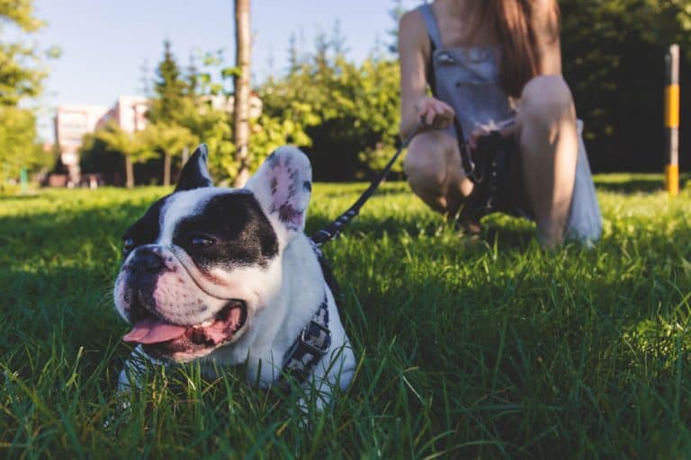 4 Tips For A Pet Friendly Lawn You And Your Dog Will Love