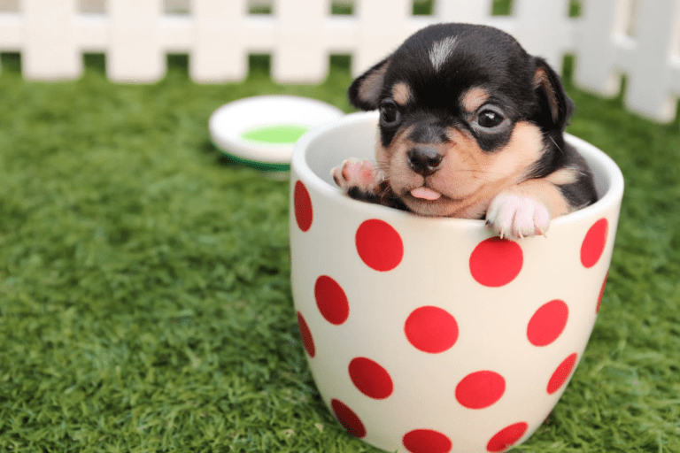 Get to Know About Teacup Puppies Breed, and Why You Should Get One