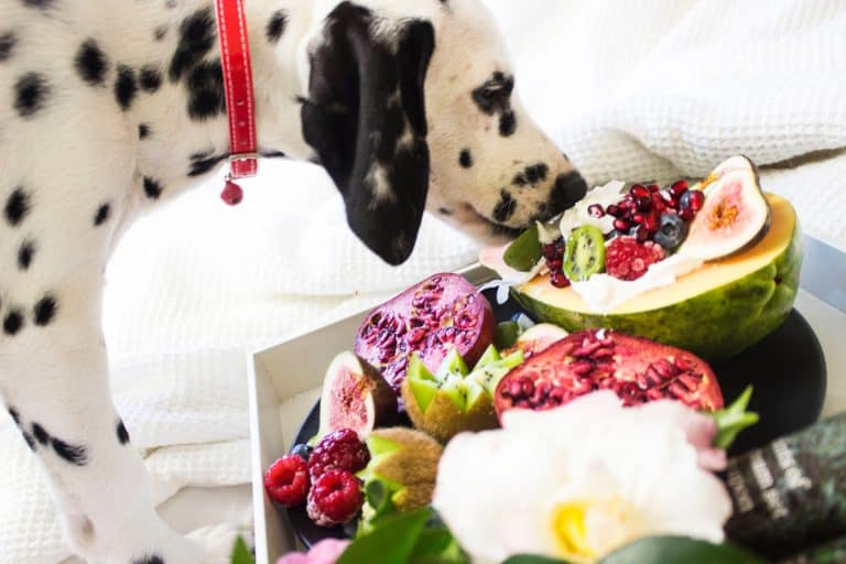 Can Your Pup Go Vegan Like You?