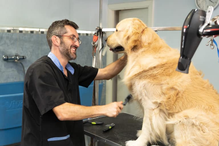 Things To Consider When Choosing Dog Grooming Services
