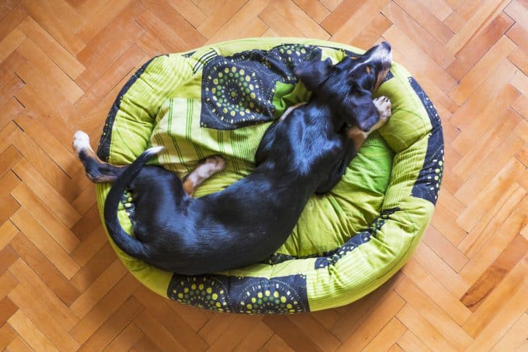 The Best Calming Beds for Nervous Dogs
