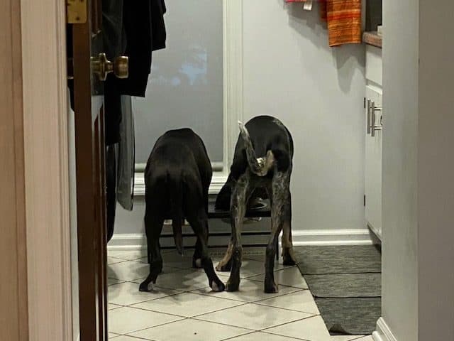 Free-Feeding vs Scheduled Feeding for Dogs: What Should You Do?