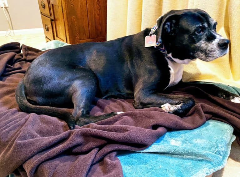 PRODUCT REVIEW:  Copper-infused Dog Blanket