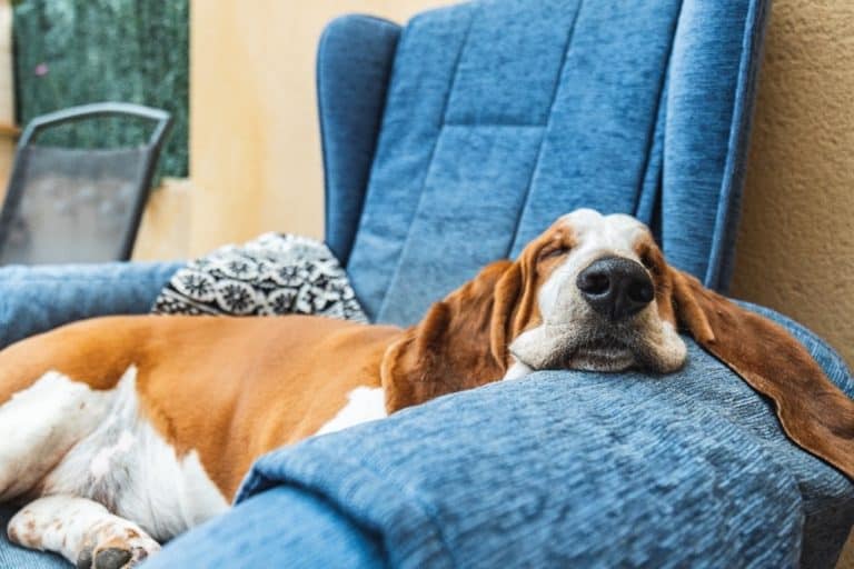 Dogs on Furniture: The Pros and Cons