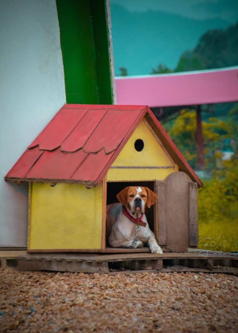 How To Build The Perfect Shed For Your Pet