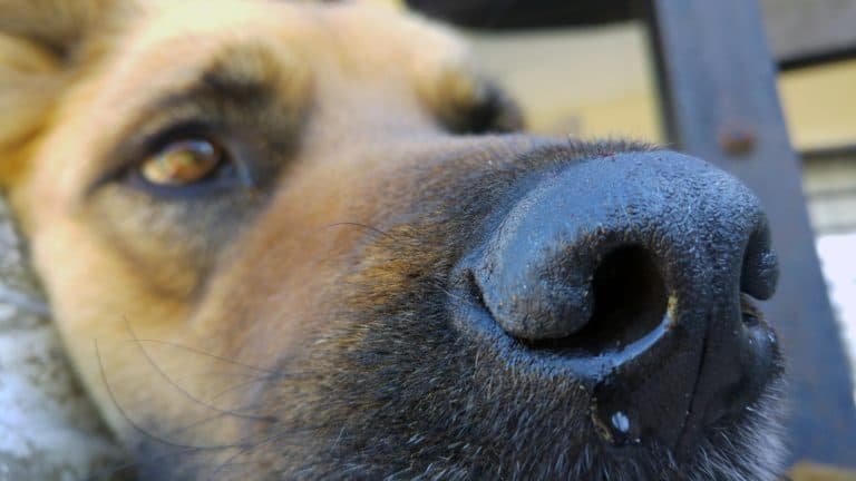 Why Is My Dog Vomiting?