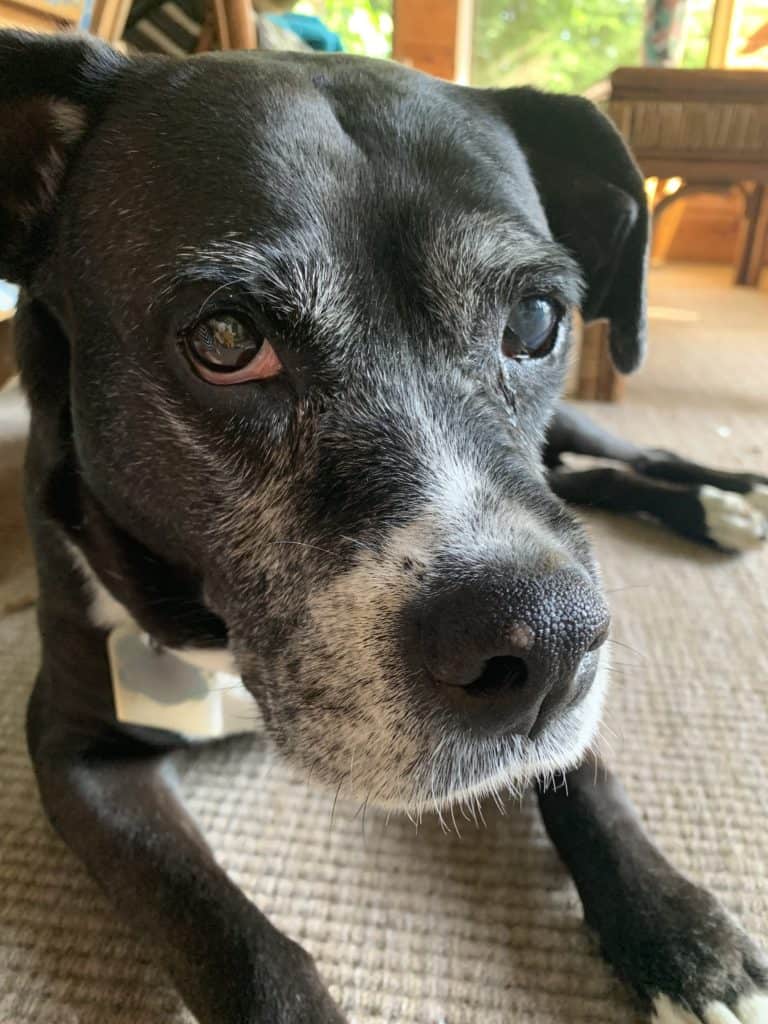 4 Must-Know Tips To Care For Your Aging Senior Dog