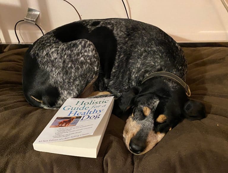 Holistic Guide for a Healthy Dog