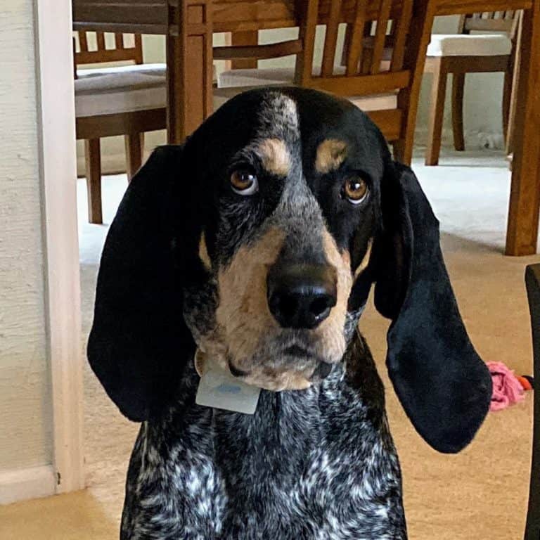 Toy Testing with Penny and Autumn