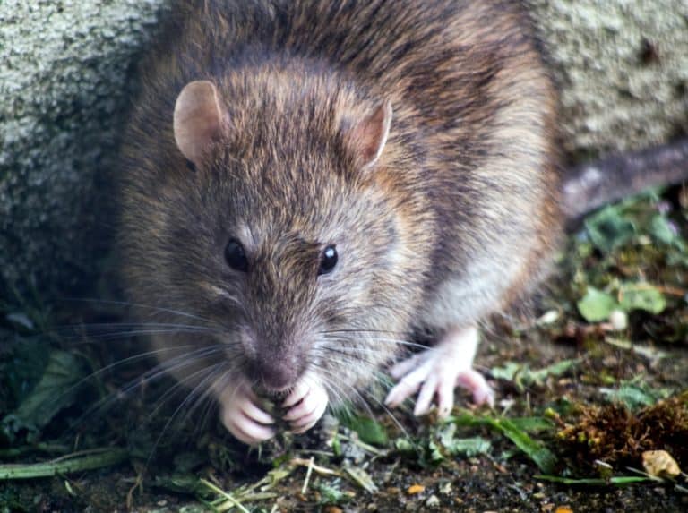 The Dangers Rat Poison Poses to Dogs