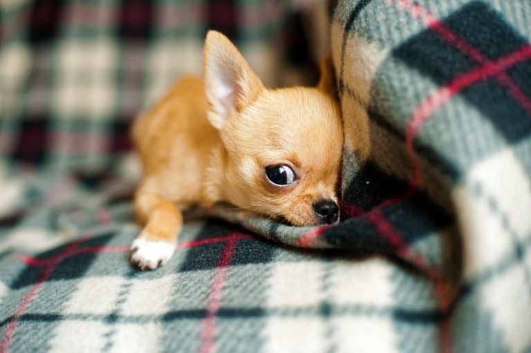 What are Miniature Dogs?