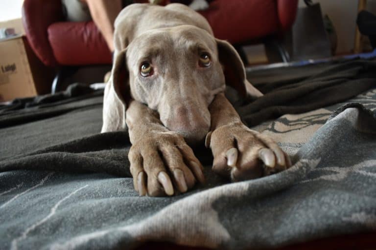 Structure, Guidance, and Leadership when Dog Training