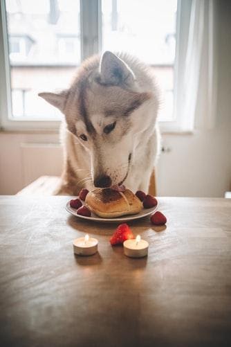 Keeping your Dog Eating Healthy During the Holiday Season