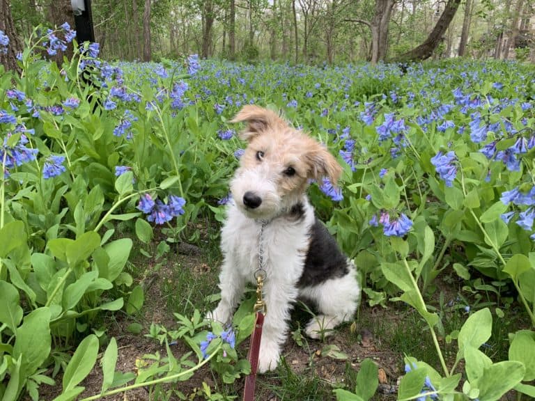 Top 5 Puppy Training Tips