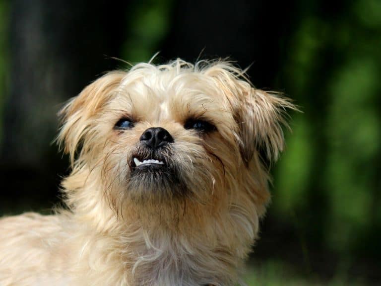 Why and How to care for your Dog’s Teeth?
