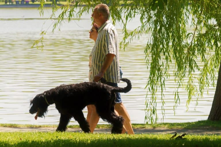 How Did He Learn Dog Obedience Like That?