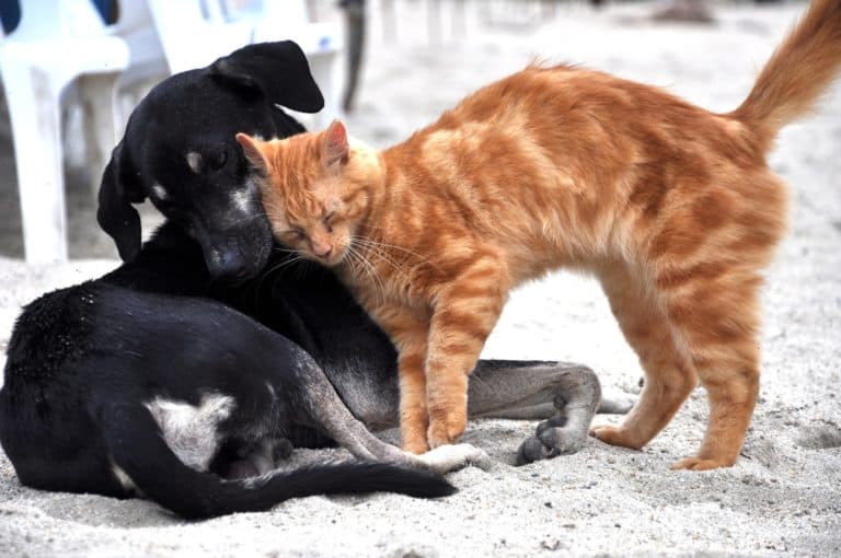Dog Breeds That Get Along With Cats