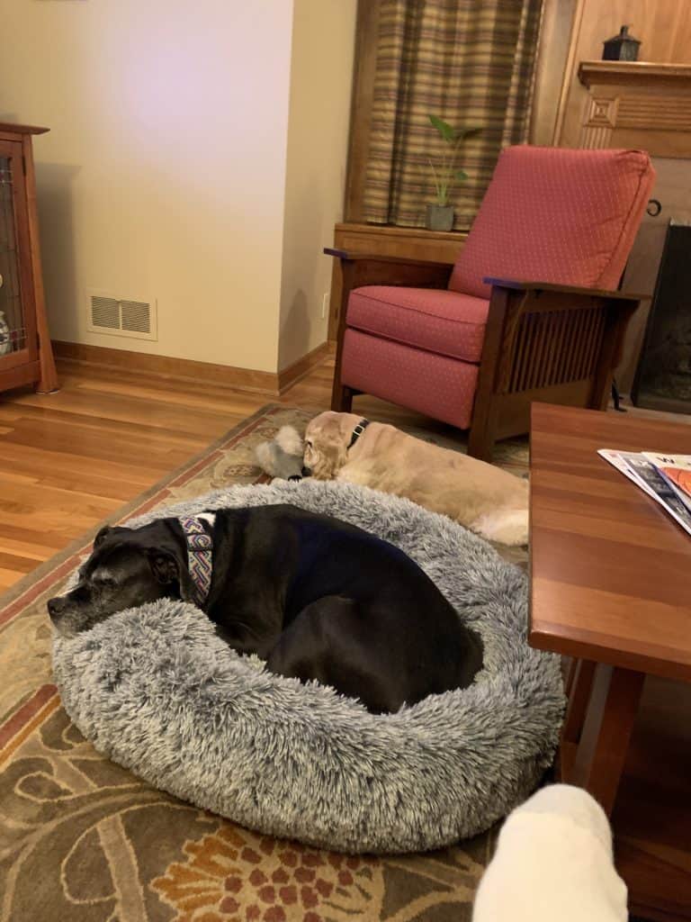 Mistakes to Avoid When Choosing a Bed for Your Dog