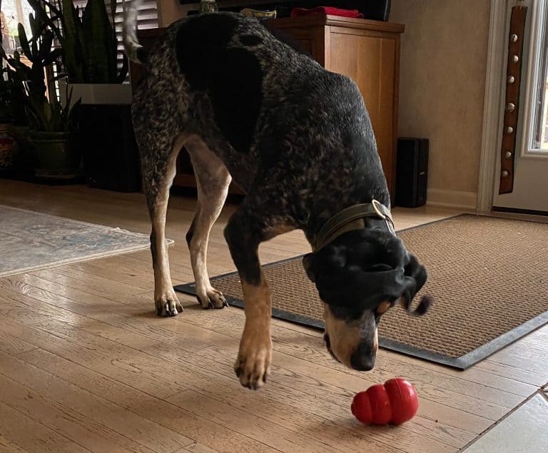 Dogs need to play so why not provide a Kong?